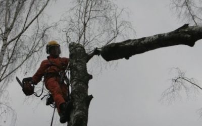 Спил и вырубка деревьев - ДМРСУ - Чита, цены, предложения специалистов