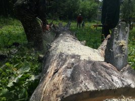 Спил и вырубка деревьев, корчевание пней стоимость услуг и где заказать - Забайкальск